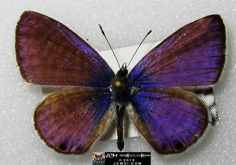 Leptotes marina (Marine Blue Butterfly images)